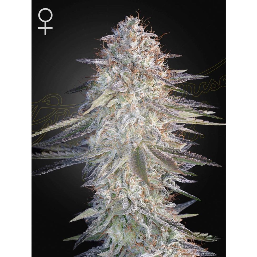 Green House Seed Co. Super Lemon Haze x Pink Candy Fem 3St.