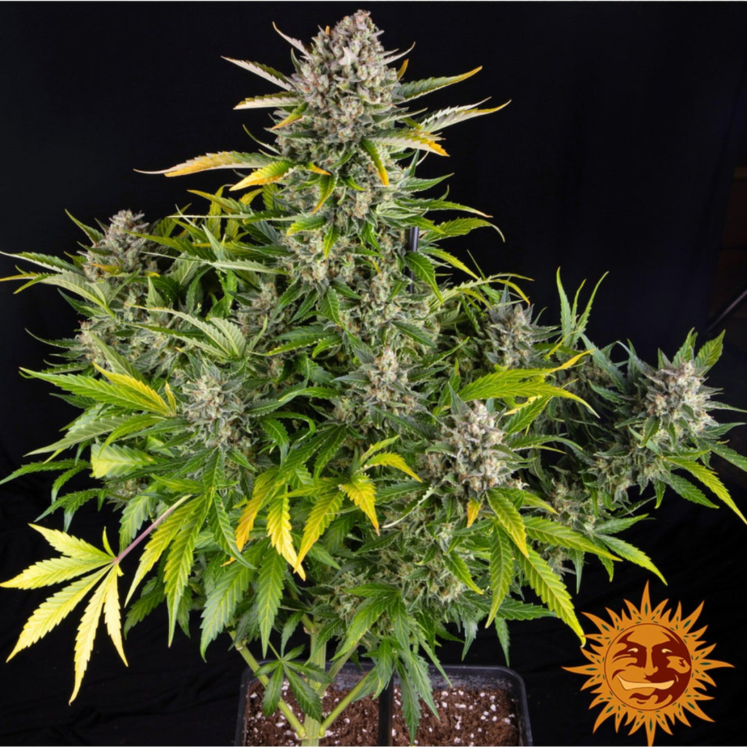 Barneys Farm Strawberry Cheesecake Auto Fem 3St.
