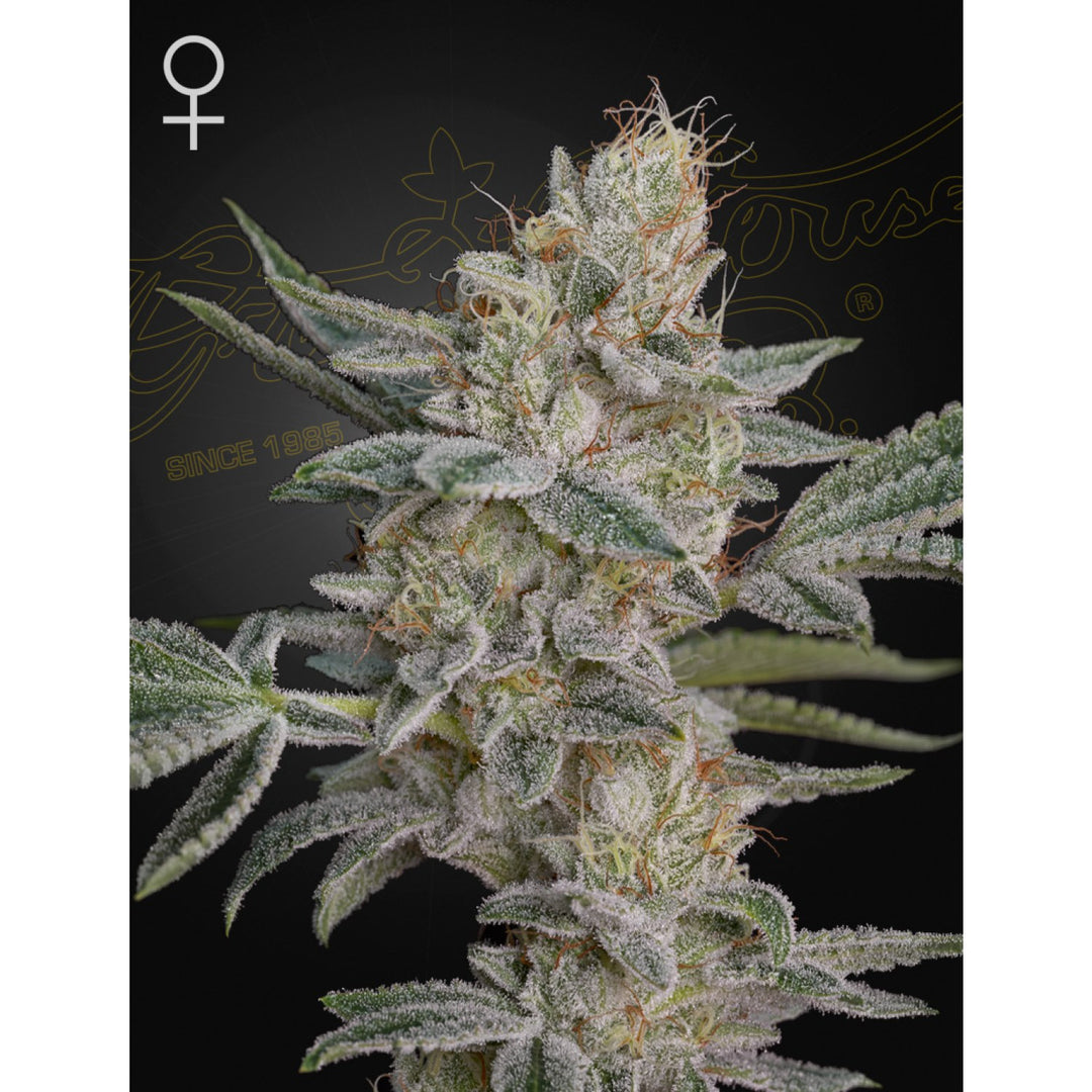Green House Seed Co. Super Lemon Haze x RS11 Fem. 3St.