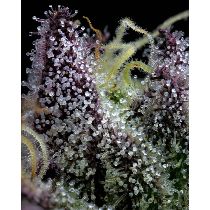 Barneys Farm Apple Fritter Fem 3St.