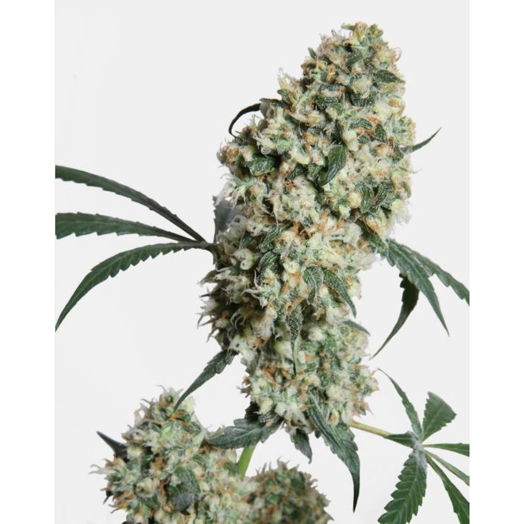 Sensi Seeds Ed Rosenthal Super Bud Reg. 10St.