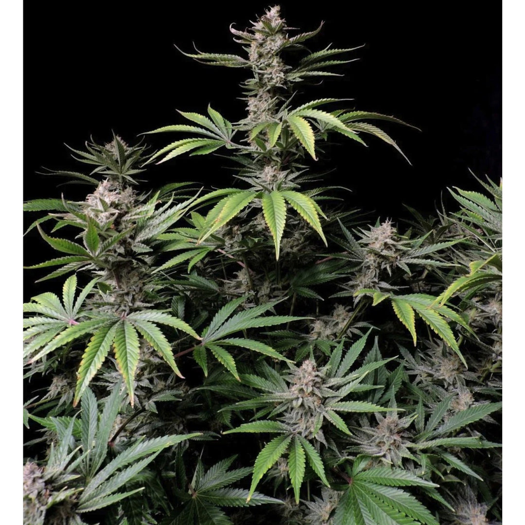 Fast Buds Cherry Cola Auto Fem 3St.