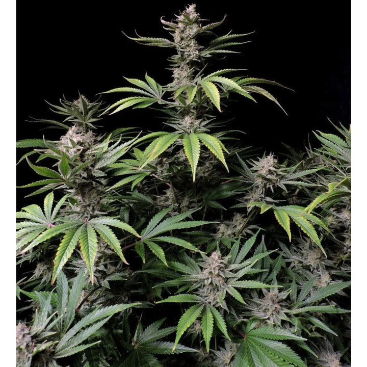 Fast Buds Cherry Cola Auto Fem 3St.