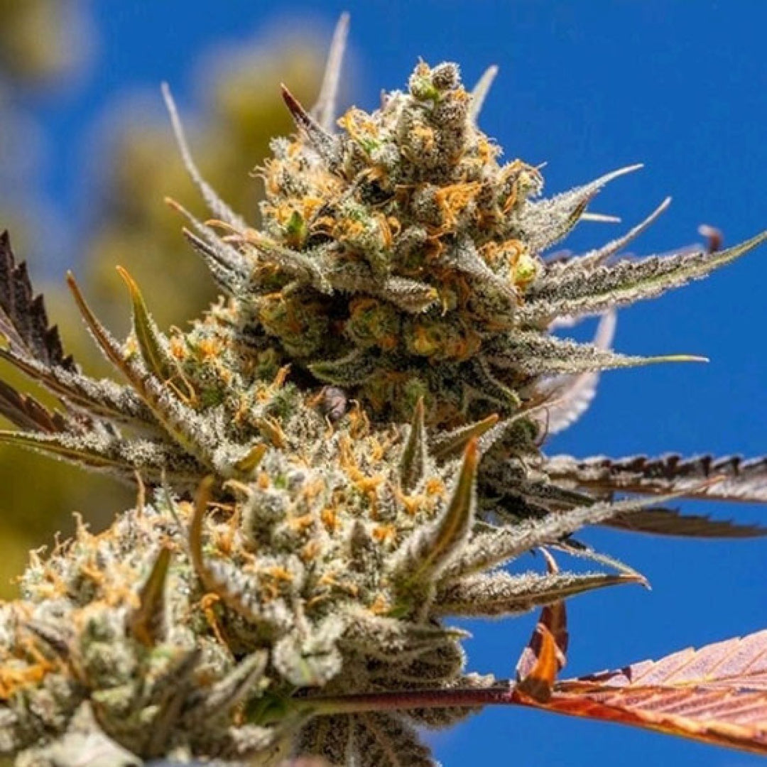 Ethos Lemon Berry Candy OG R2 Fem 5St.