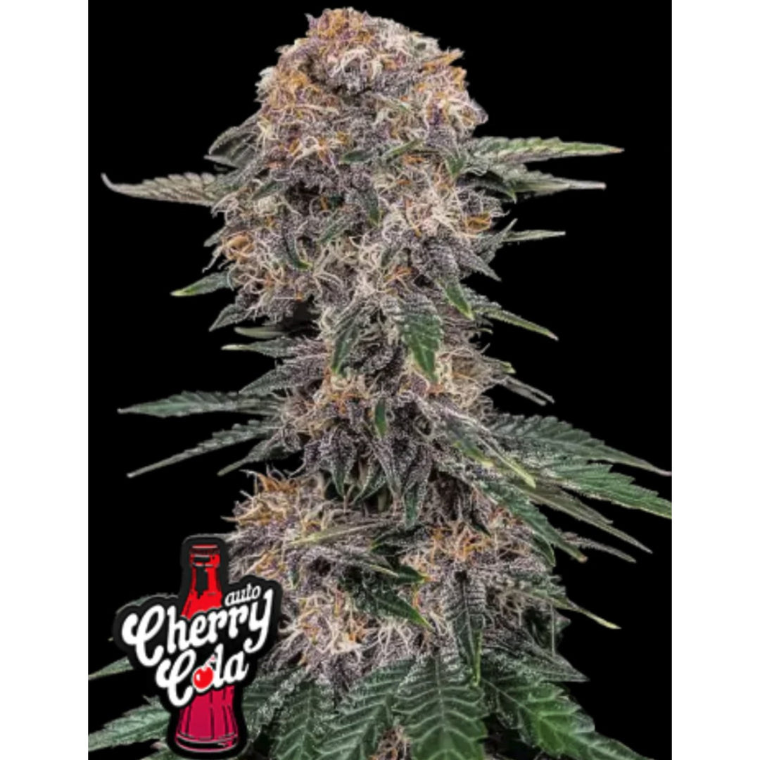 Fast Buds Cherry Cola Auto Fem 3St.