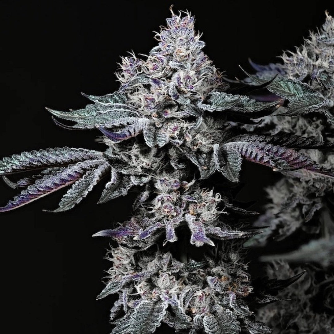 Ethos Nuggz R1 Fem 5St.