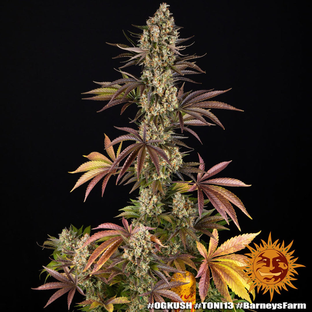 Barneys Farm OG Kush Fem 3St.