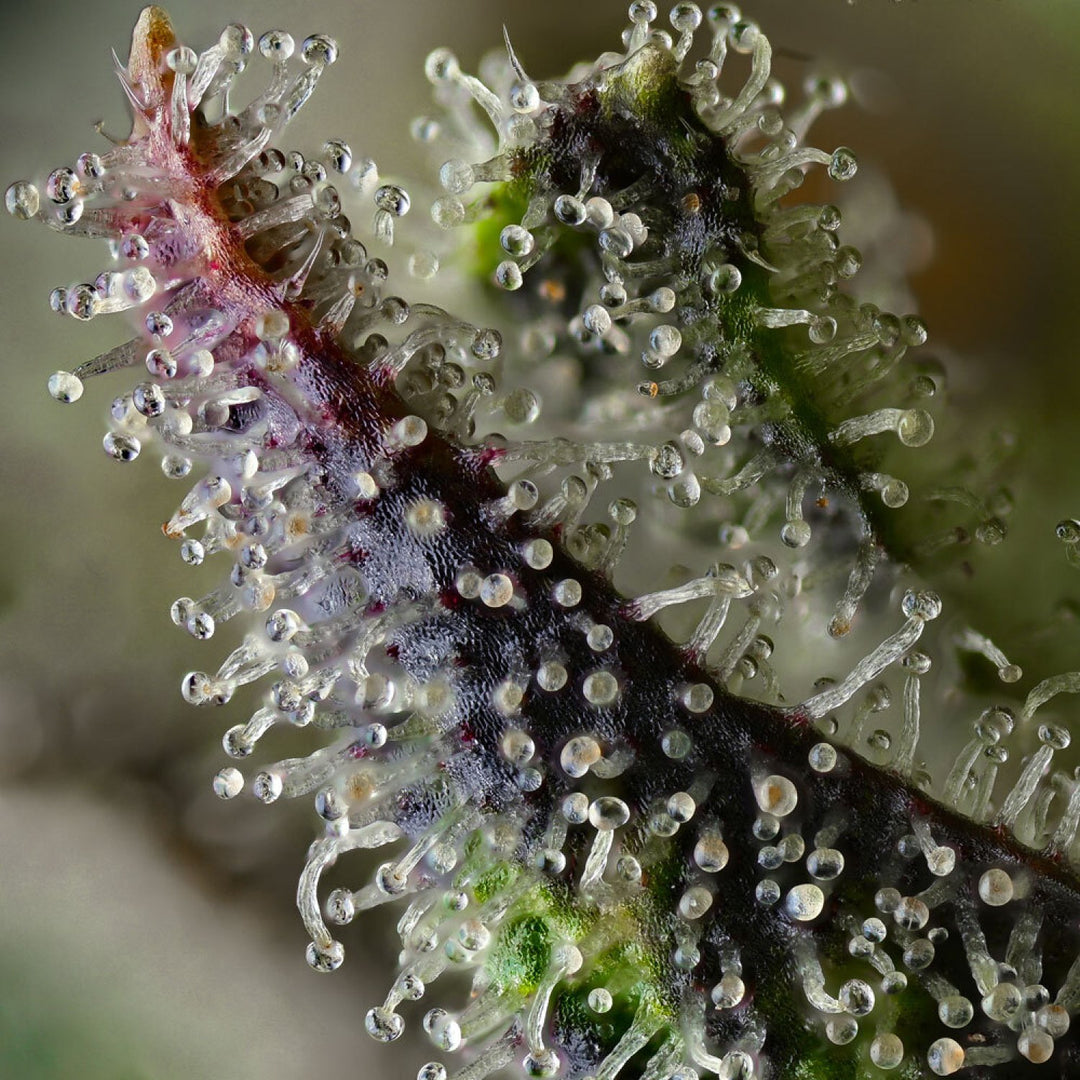 Barneys Farm Skunk 