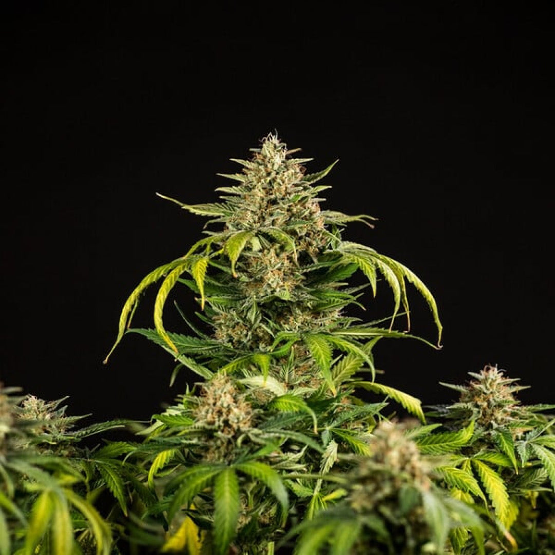 Royal Queen Seeds Green Gelato Auto Fem. 3St.