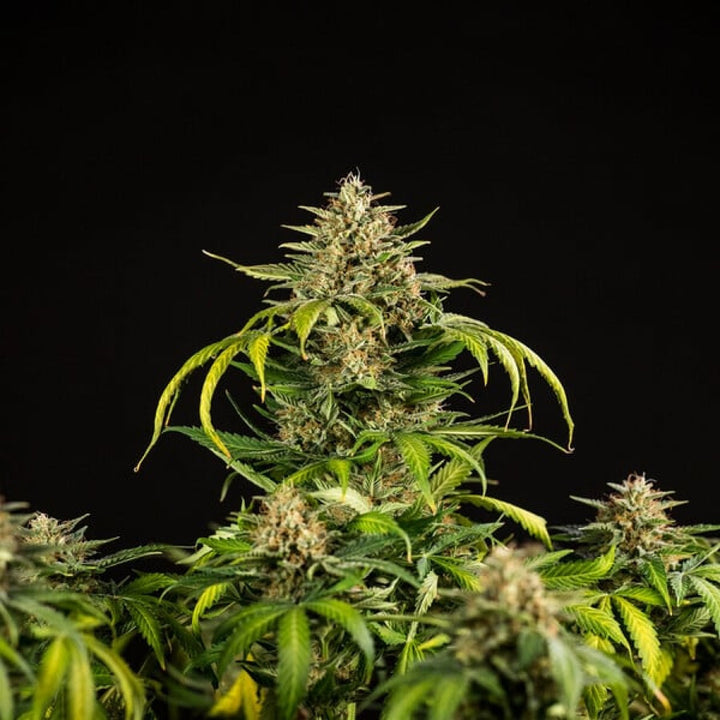Royal Queen Seeds Green Gelato Auto Fem. 3St.