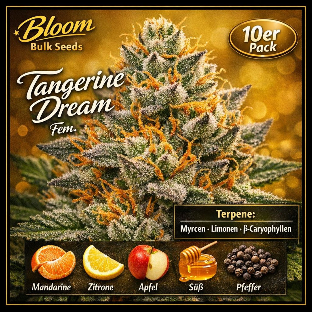 Bloom Bulk Seeds Tangerine Dream Fem 10St.