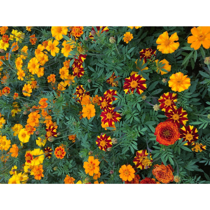Buntblühende Tagetes Nova