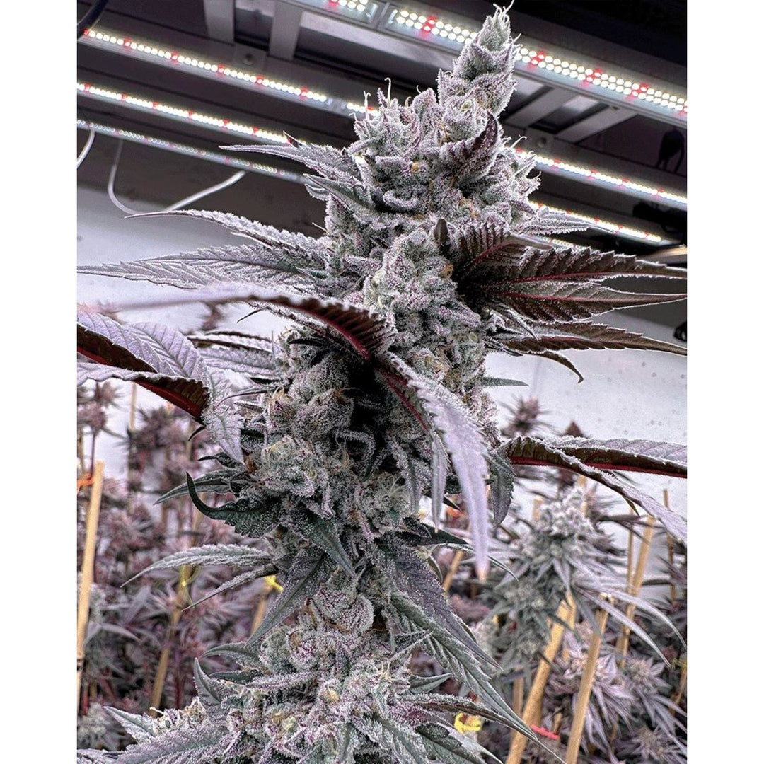 Solfire Gardens Lung Buster Fem 6St.