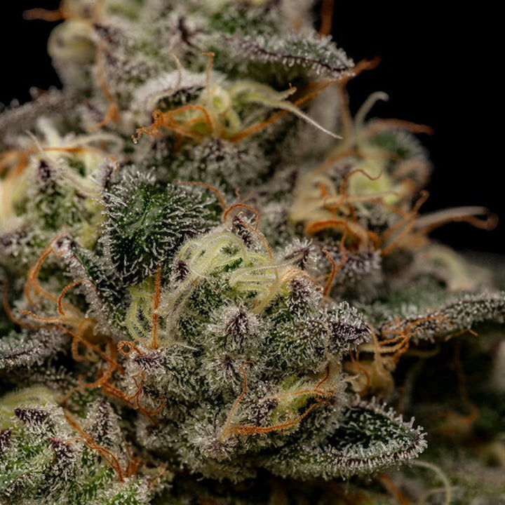 Ripper Seeds Zombie Bride Fem 3St.