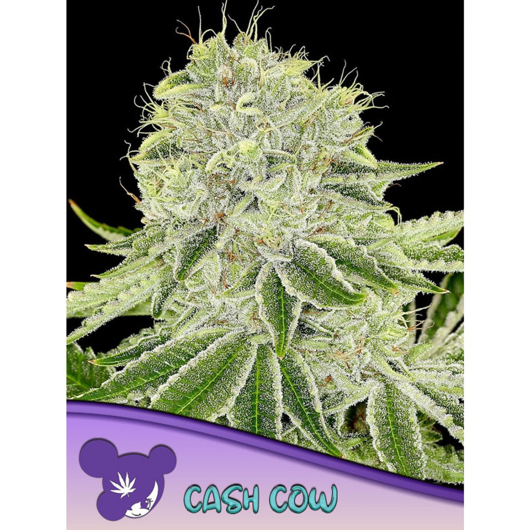 Anesia Cash Cow Fem 3St.