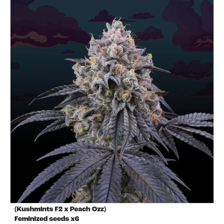Perfect Tree Peach Clouds Fem 6St.