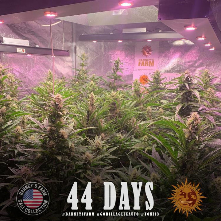 Barneys Farm Gorilla Glue Auto Fem. 3St.