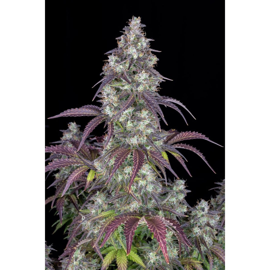 Fast Buds Lemon Pie Auto Fem 3St.