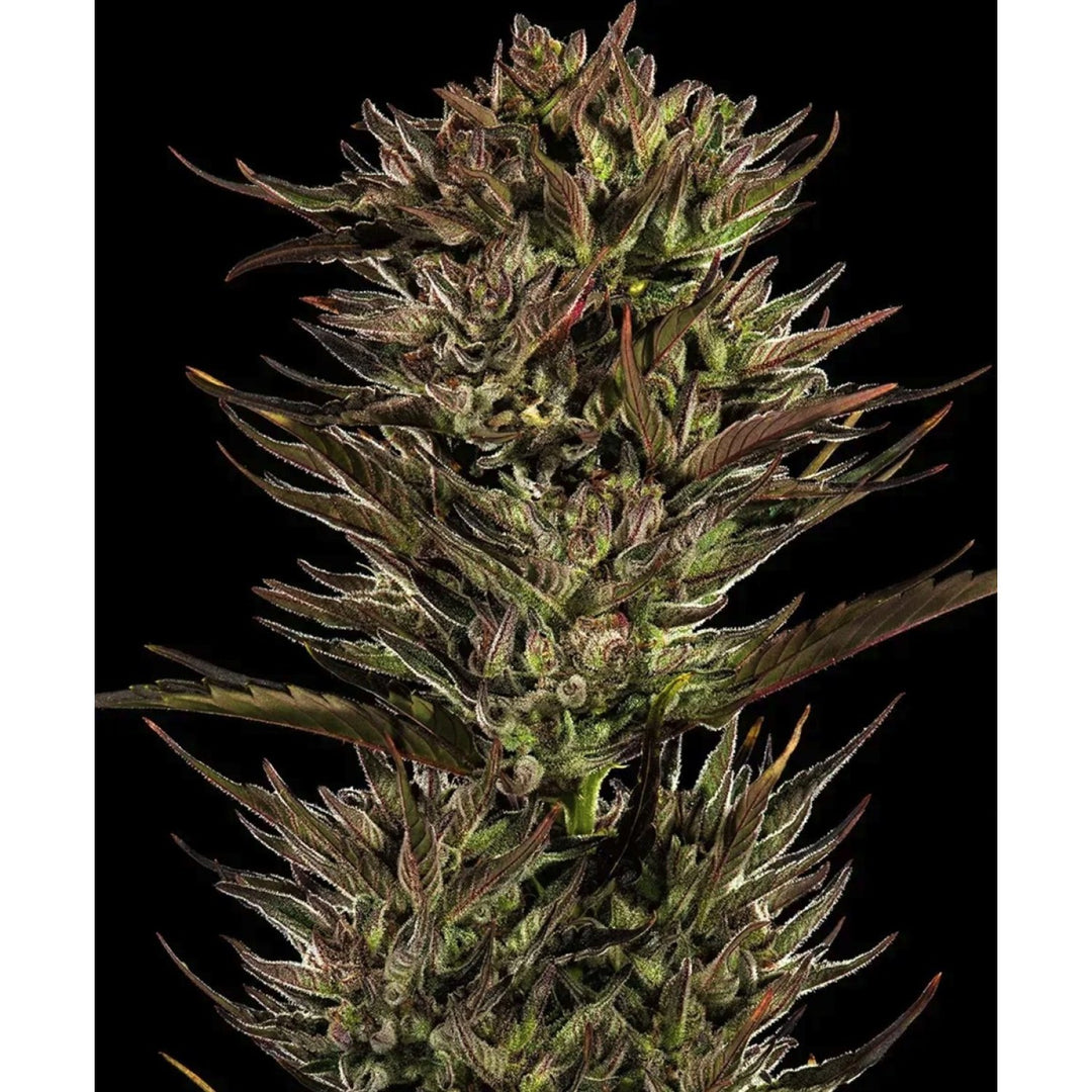 Barneys Farm Thin Mint x Sour Pinot Auto Fem 3St.