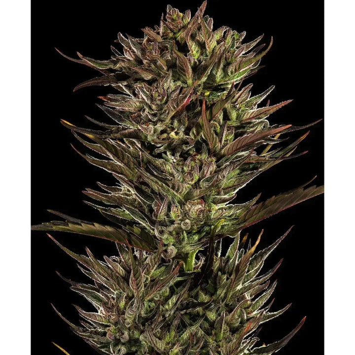 Barneys Farm Thin Mint x Sour Pinot Auto Fem 3St.