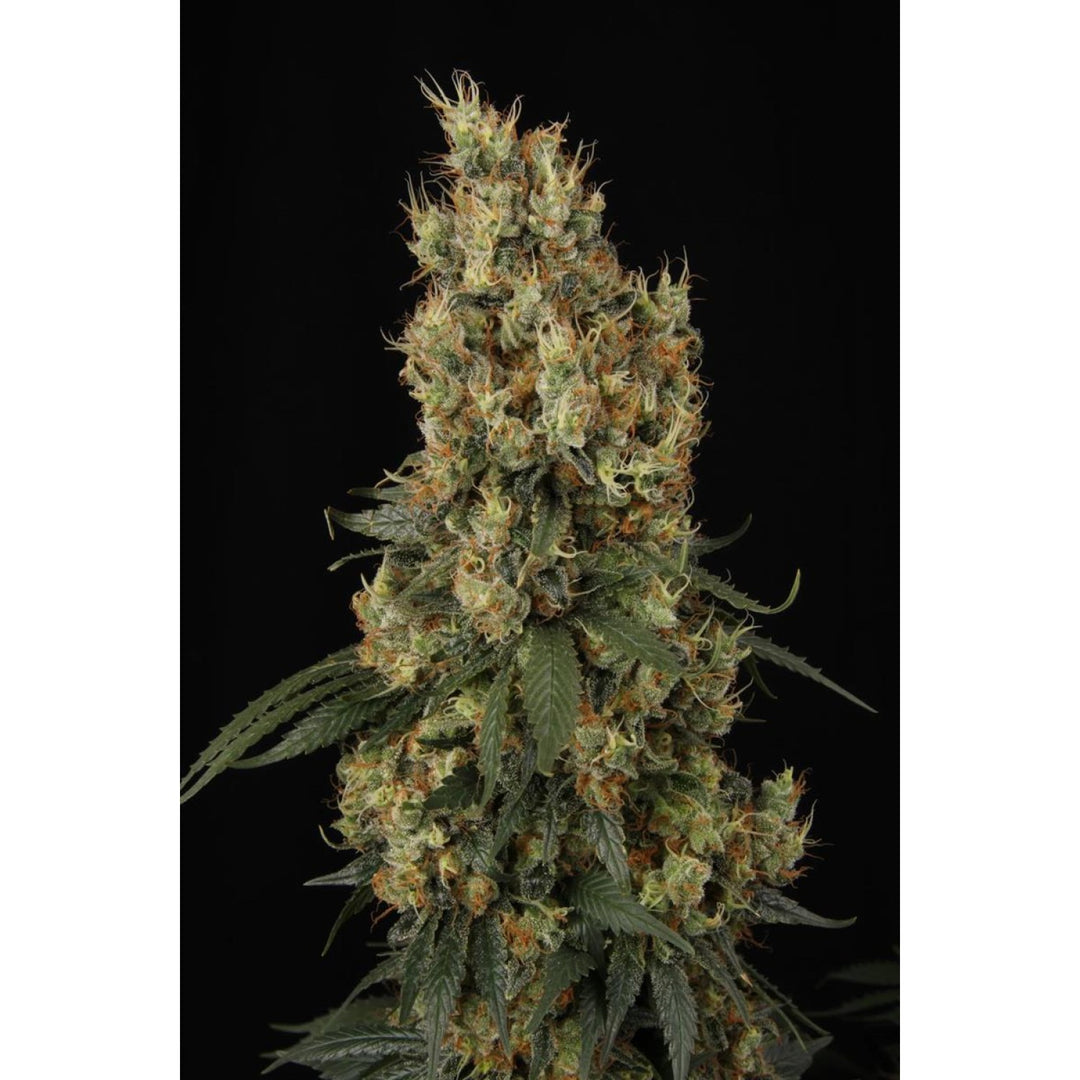 Paradise Seeds Mendocino Skunk Fem 3St.