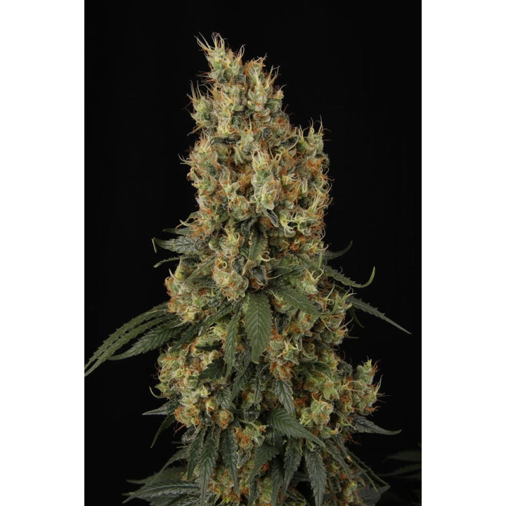 Paradise Seeds Mendocino Skunk Fem 3St.