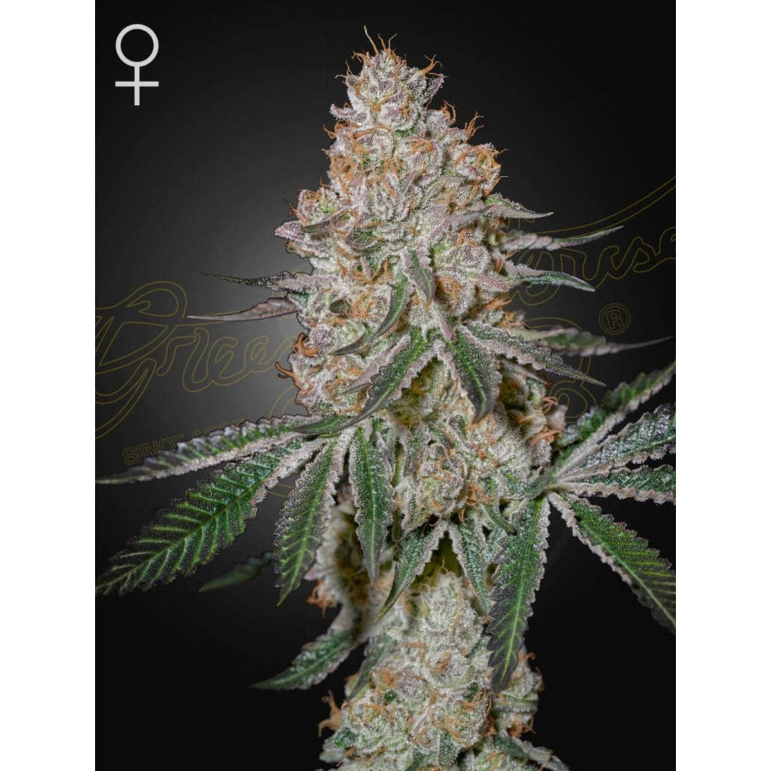 Green House Seed Co. High Cloudz Fem 3St.