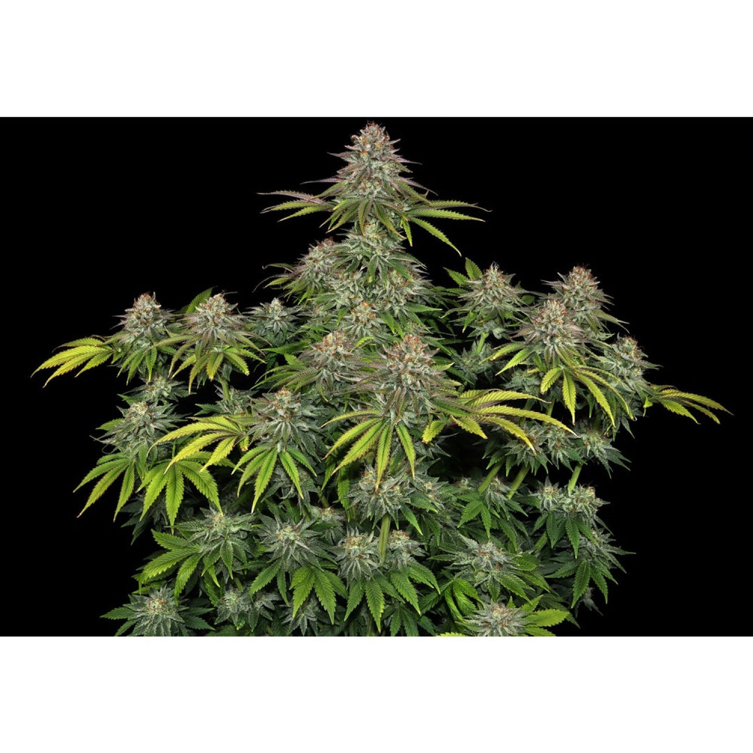 Barneys Farm Critical Kush Fem 3St.