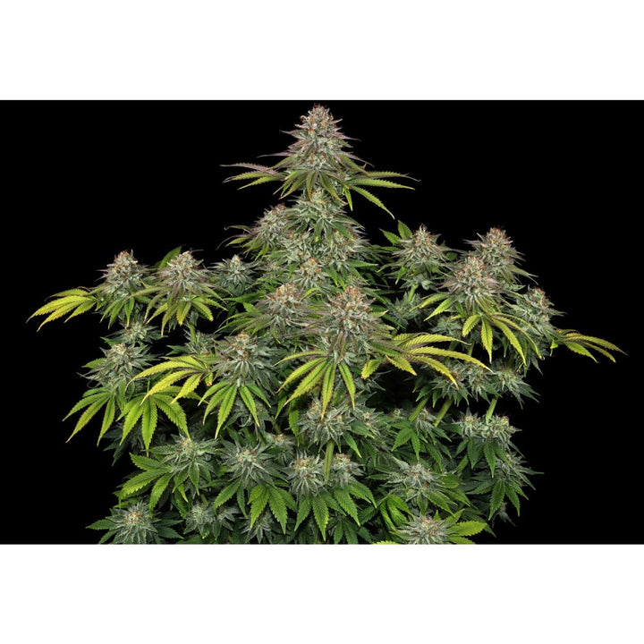 Barneys Farm Critical Kush Fem 3St.