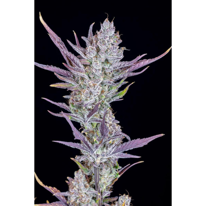 Fast Buds Wedding Glue Auto Fem 3St.