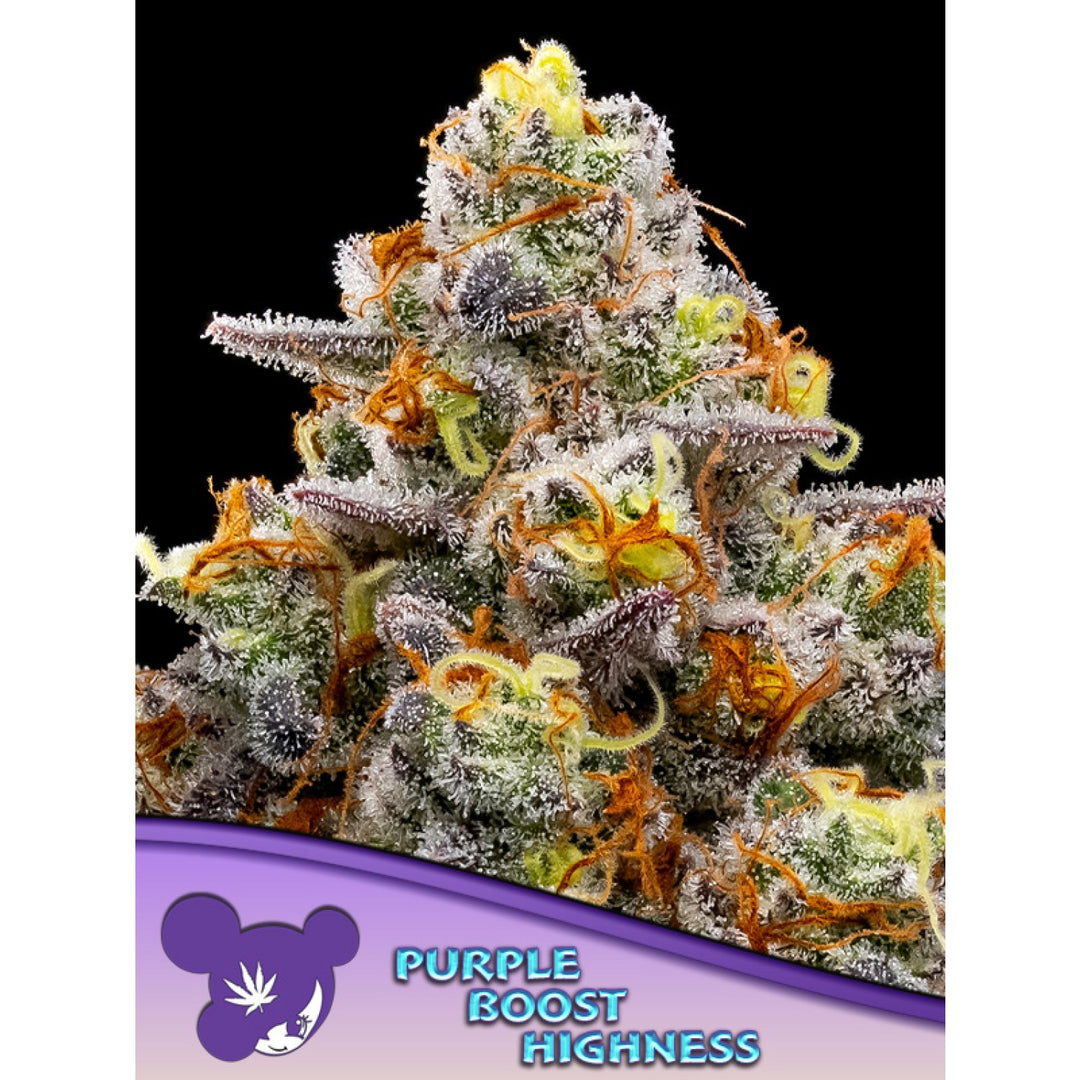 Anesia Purple Boost Highness Fem 3St.