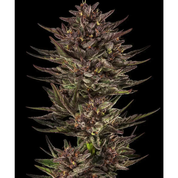 Barneys Farm Frosted Zinn x Cookie Dog Auto Fem 3 St.