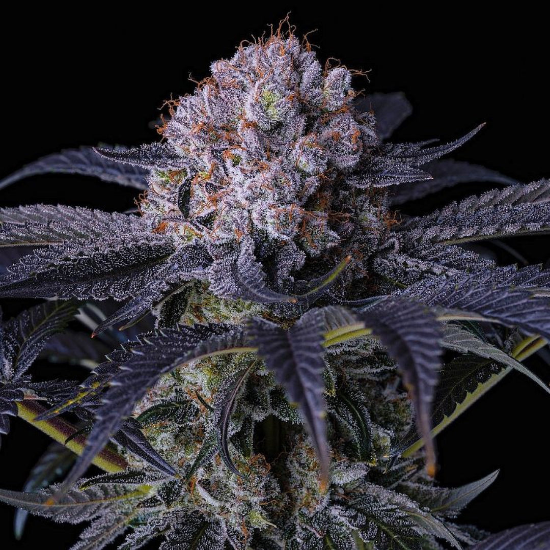 Ethos Grape Balls of Fire RBX Fem 5St.