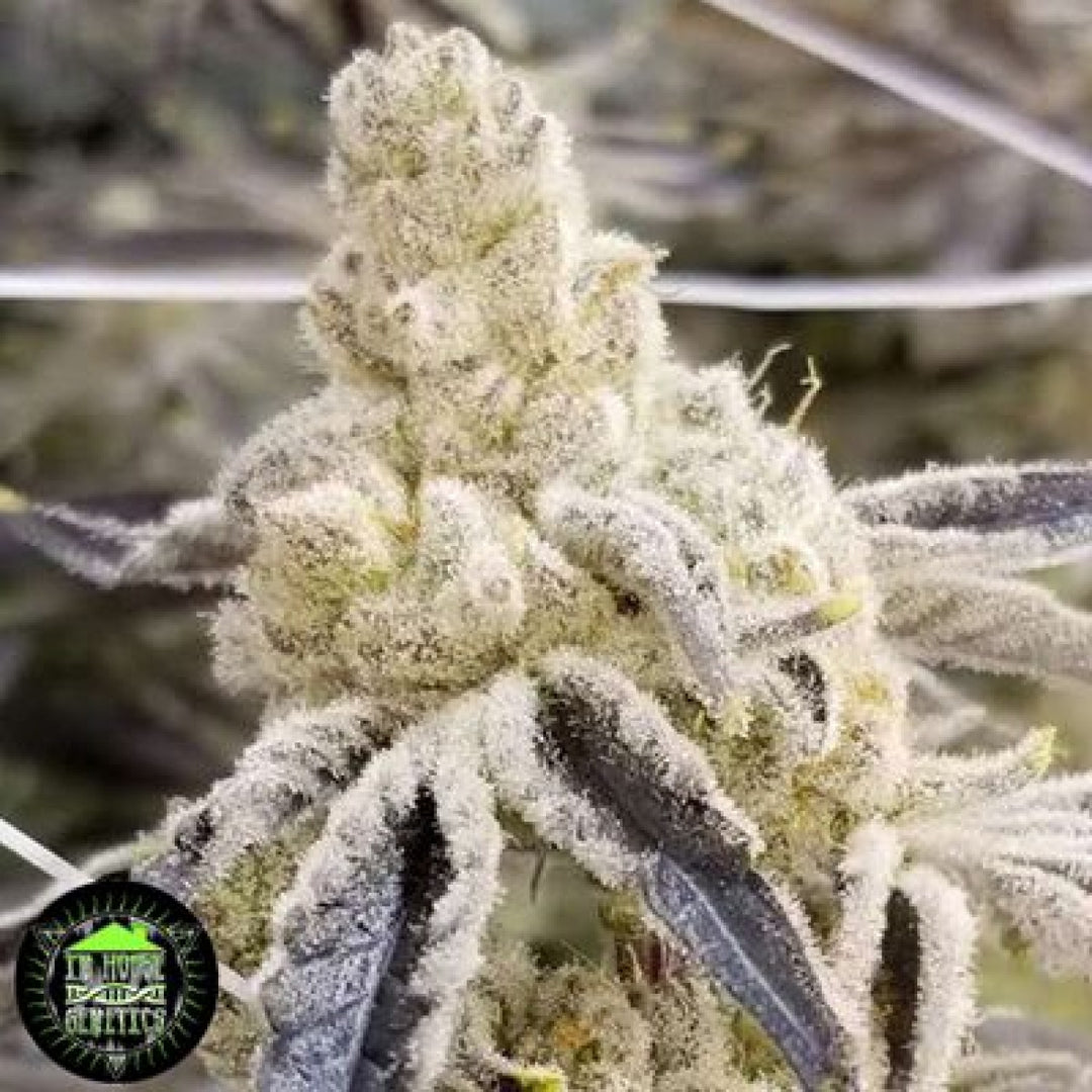 In House Genetics Masterpiece Fem 3St.