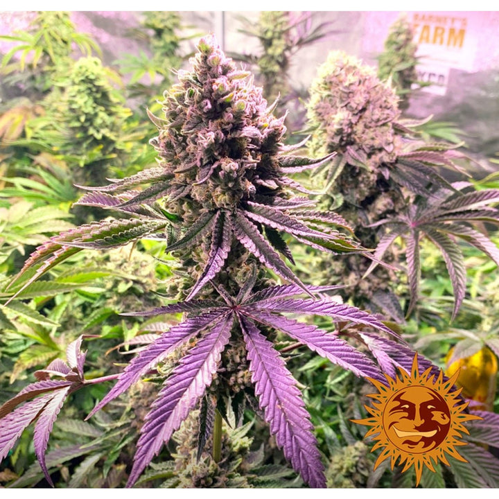 Barneys Farm Glookies Fem 3St.