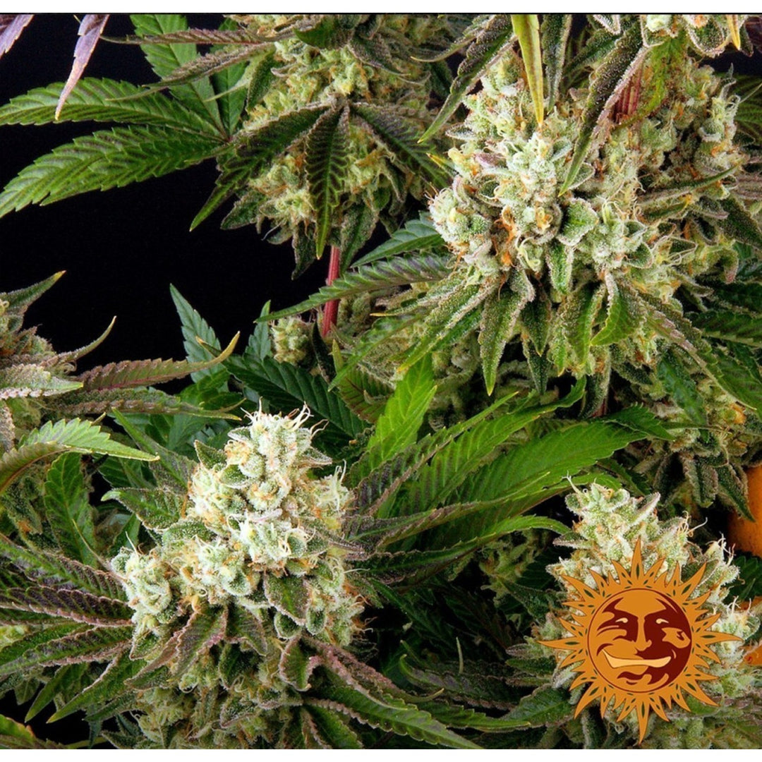 Barneys Farm Glookies Fem 3St.