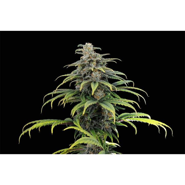 Kannabia CBG Auto Fem. 3St.