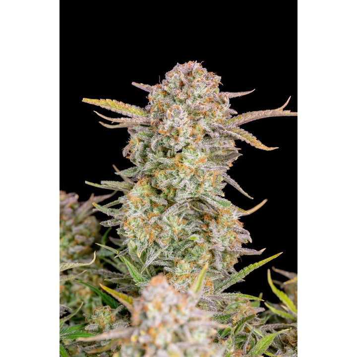 Fast Buds Bruce Banner Auto Fem. 3St.