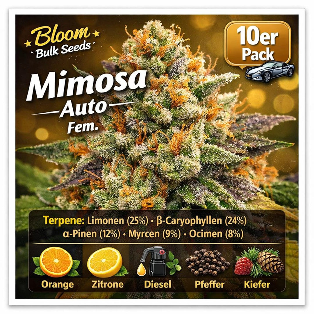 Bloom Bulk Seeds Mimosa Auto Fem 10St.