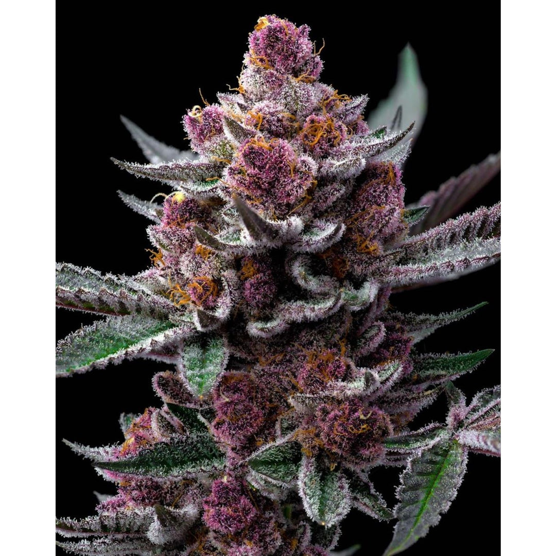 Barneys Farm Cherry Poppers Fem 3St.