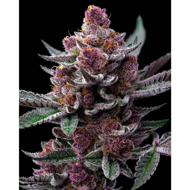 Barneys Farm Cherry Poppers Fem 3St.