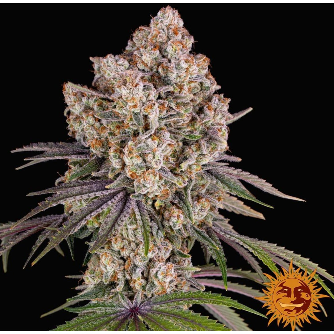 Barneys Farm Ice Cream Cake Fem 3St.
