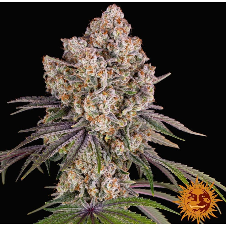 Barneys Farm Ice Cream Cake Fem 3St.