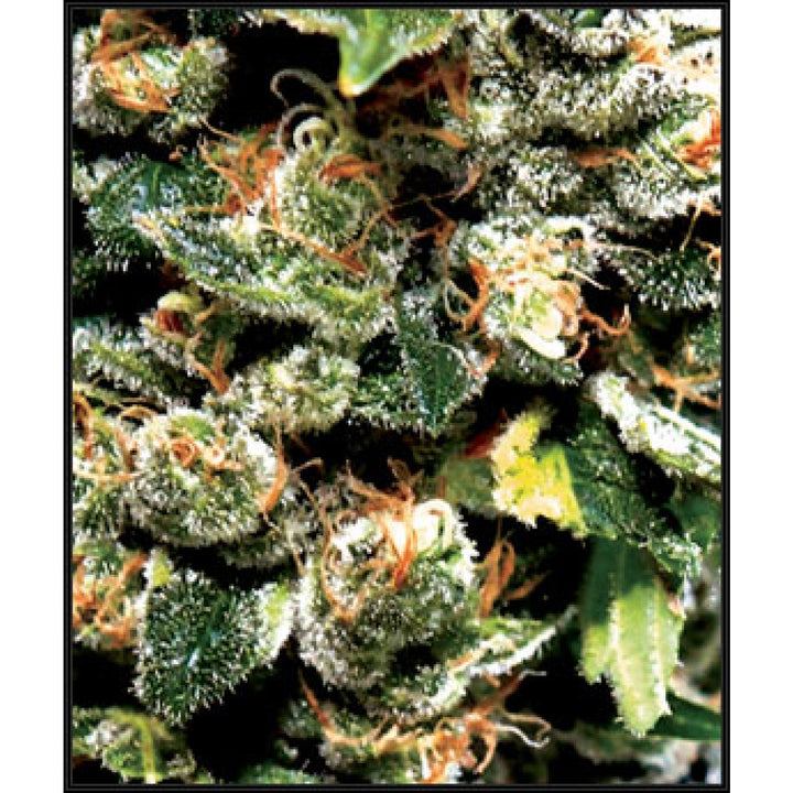 Green House Seed Co. Jack Herer Fem. 3St.