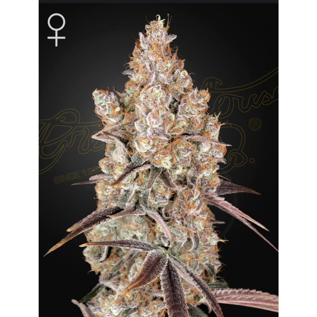Green House Seed Co. Holy Snow Fem 3St.