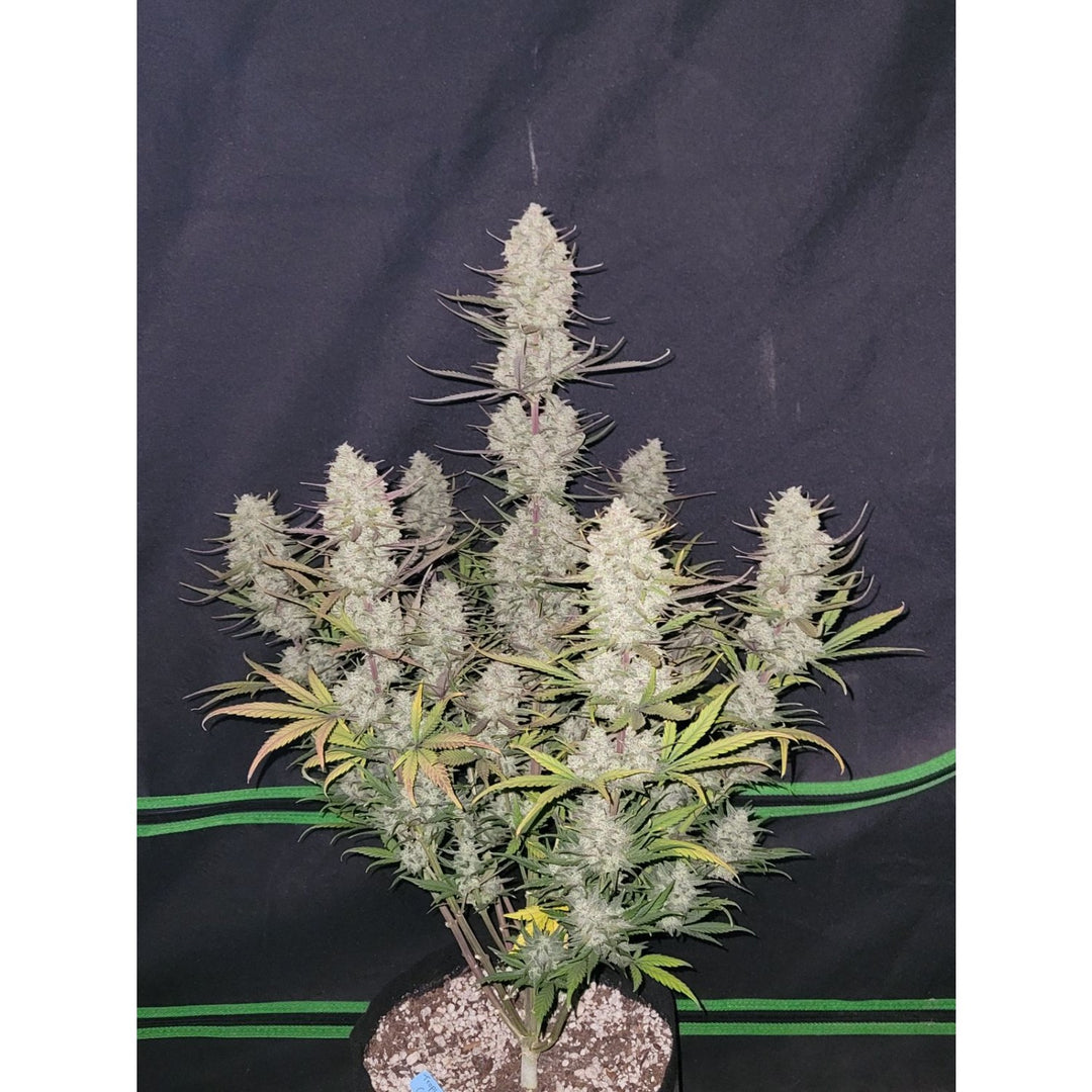 Fast Buds Tropicana Cookies Auto Fem 3St.