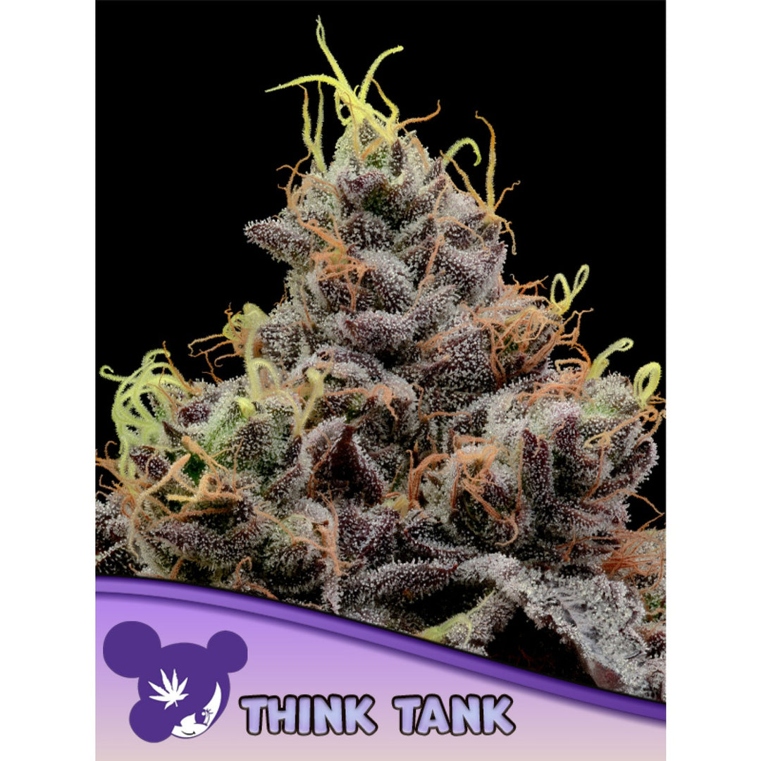 Anesia Think Tank Fem 3St.