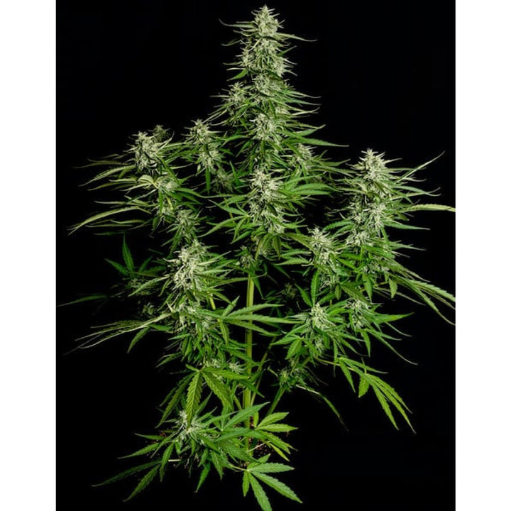 Royal Queen Seeds Titan F1 Auto Fem. 3St.