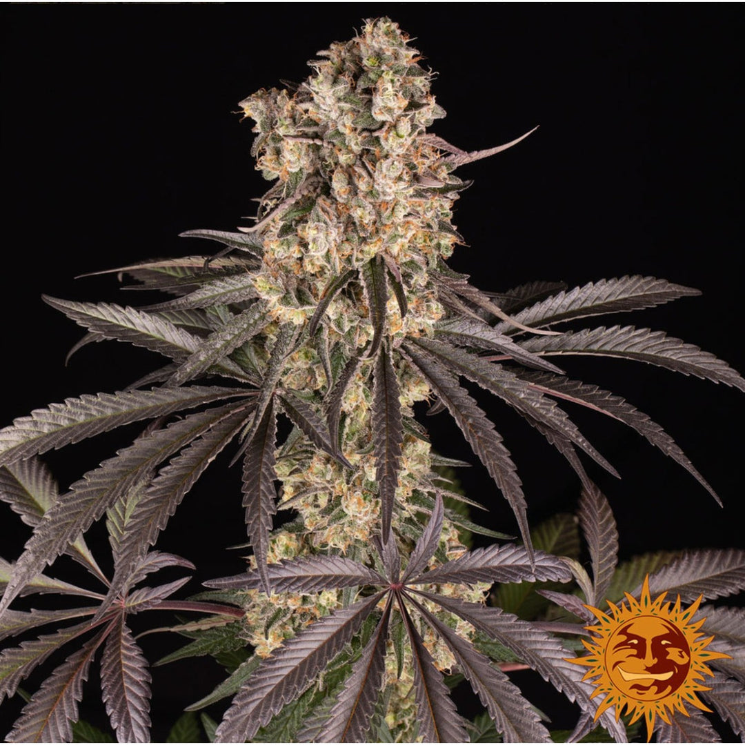 Barneys Farm Runtz Muffin Fem 3St.