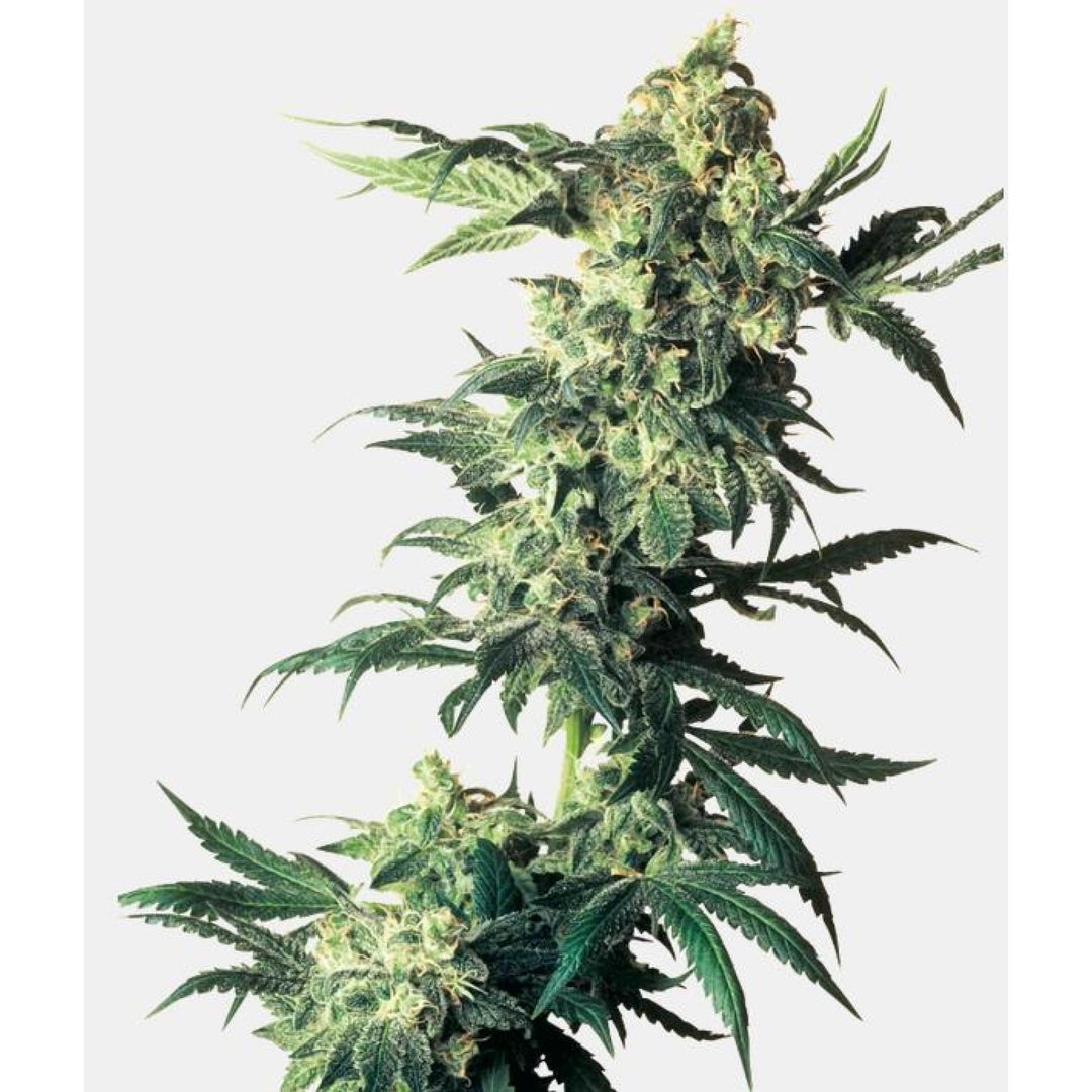 Sensi Seeds Northern Lights 